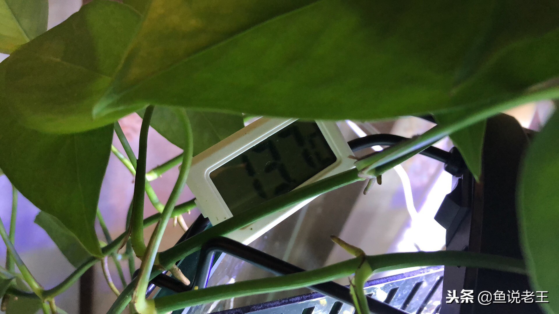 草金鱼趴缸的原因及解决方法,金鱼趴缸肚子长斑是怎么回事