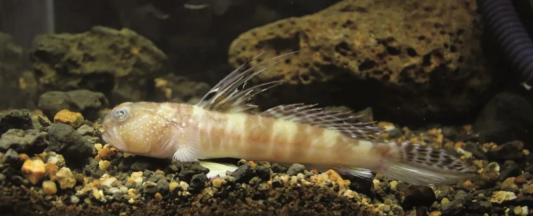 各种淡水鱼你认识吗,淡水鱼的种类你认识几种