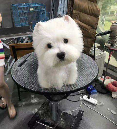 建议新手养的10种便宜狗狗不掉毛,十大适合家养的不掉毛狗狗有哪些