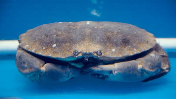简易龙虾汤泡饭,打边炉花胶鸡汤泡饭做法