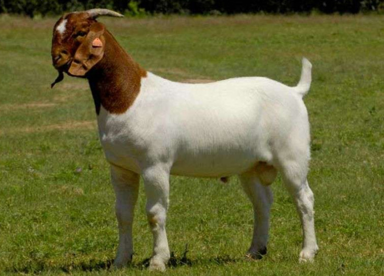 肠道寄生虫病防治,常见禽寄生虫病防治技术