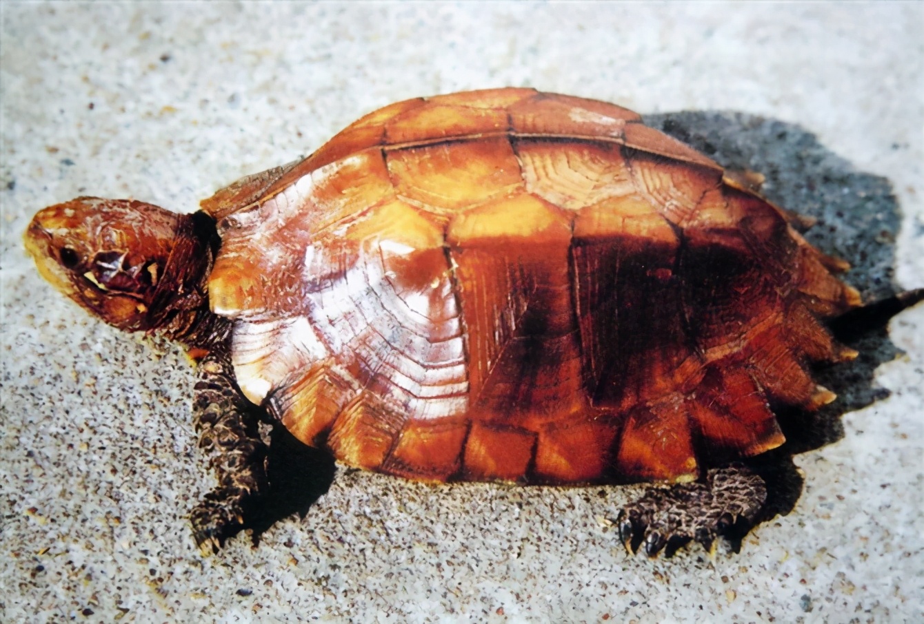 龟类大百科,大眼睛龟类