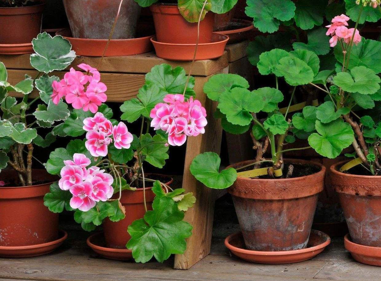 天竺葵老桩的养殖方法,天竺葵怎么过冬养成老桩