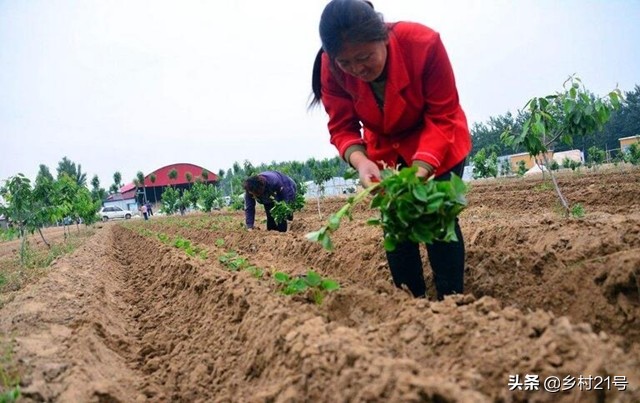 种红薯怕旱还是怕涝,种红薯水浇多了怎么办