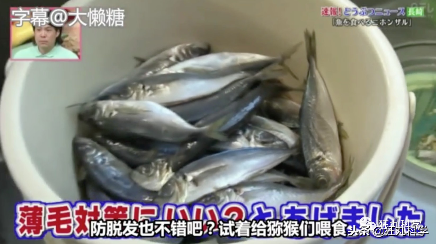 鏃ユ湰鐚村瓙鍚冮奔,绉冨ご鐚村瓙鍚冮奔