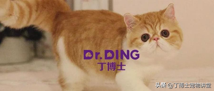 短毛加菲猫为什么不能养,异国短毛猫加菲猫调皮吗