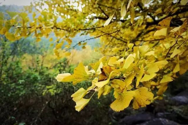 武汉附近值得去的古村落,武汉周边最美的古村