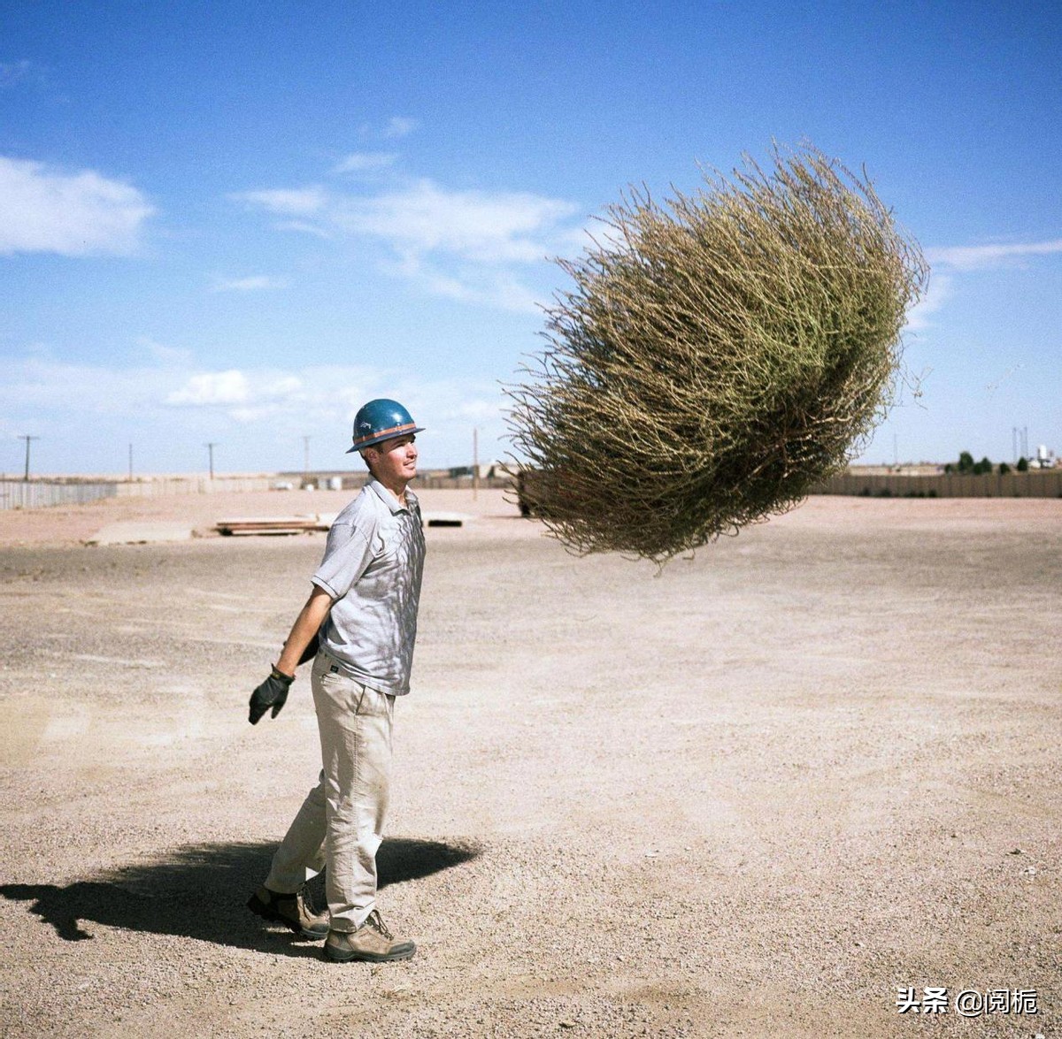 外来入侵物种，除了加拿大一枝黄花、小龙虾，你还知道哪些？