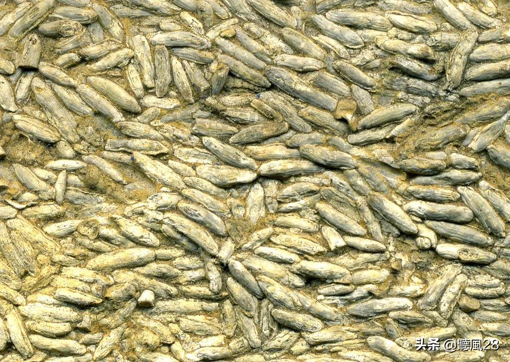 最稀有的化石之一,从来没见过的古老化石