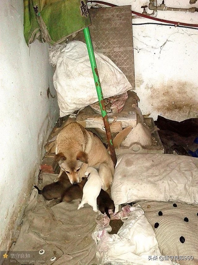 被遗弃的狗母子,被丢弃的母狗