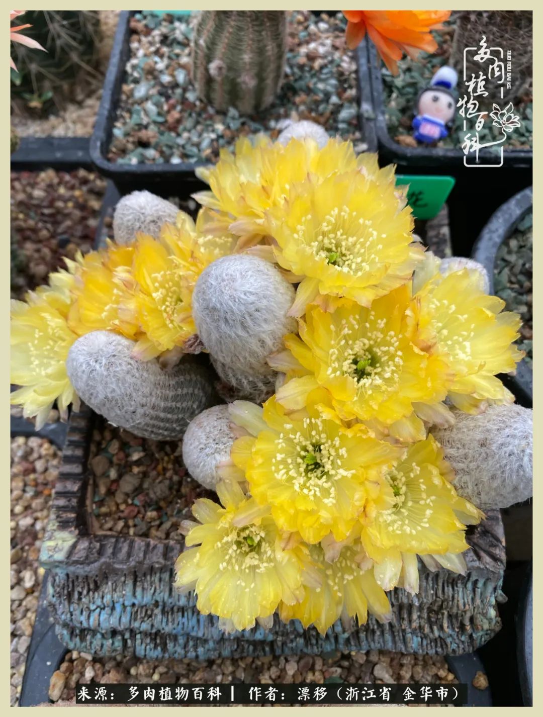 仙人球开花的惊艳瞬间,仙人球开花惊艳了6月