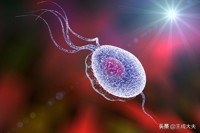 30岁男子要求查阴道毛滴虫,男性也会有阴道毛滴虫吗?如何查治