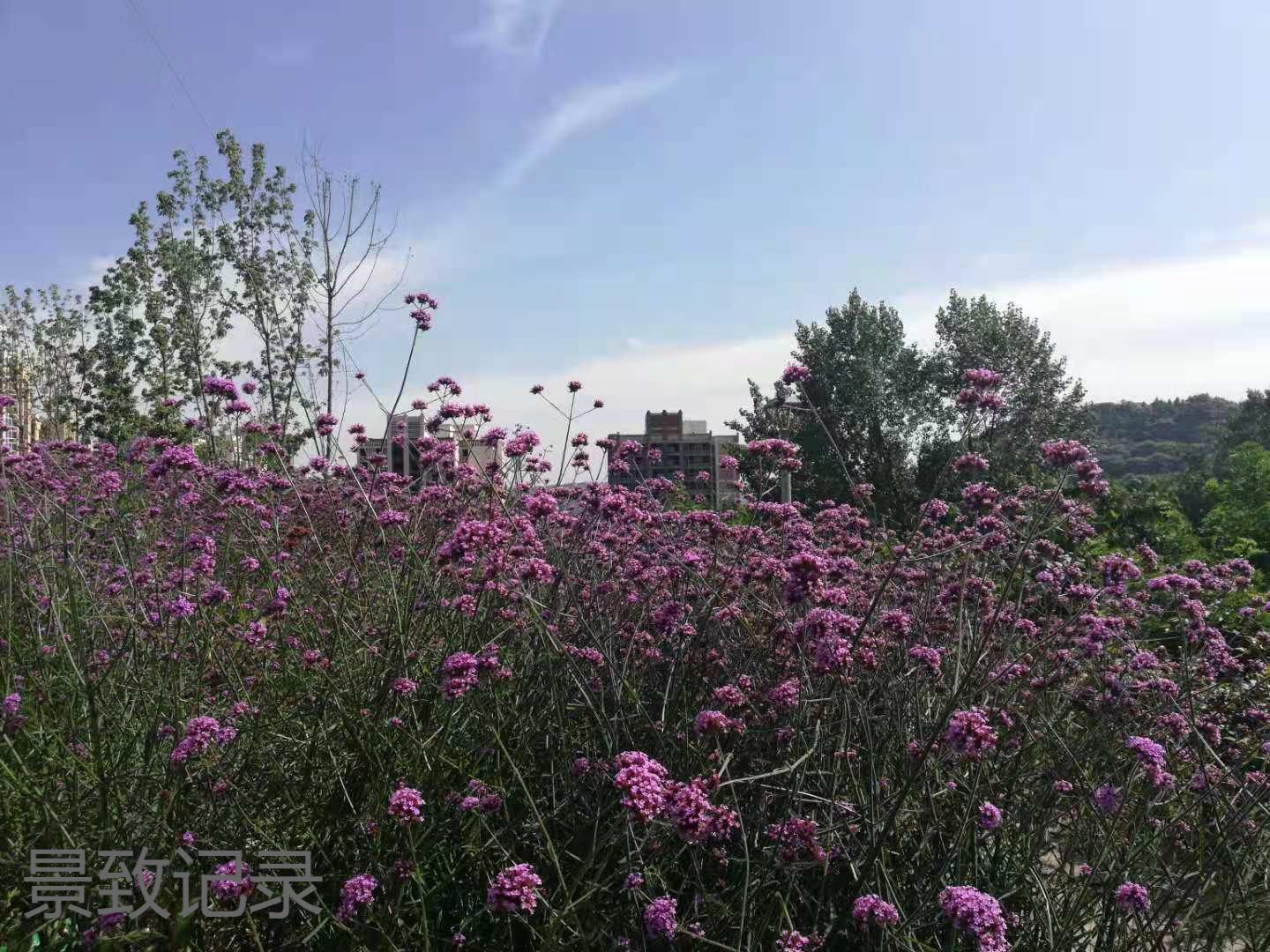 美丽的重庆南山植物园游玩记录,大足南山植物园有哪些植物