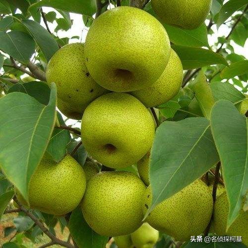 苹果变软了,苹果怎么可以快速变软