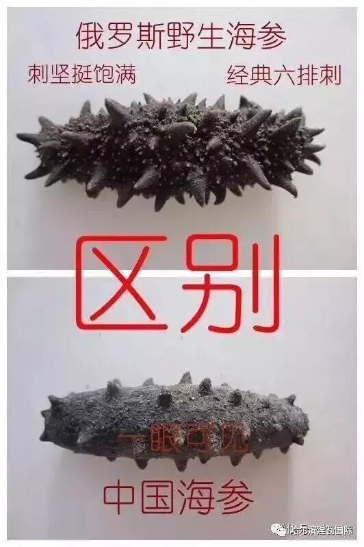 俄罗斯北极参和海参有什么区别,如何分辨俄罗斯海参或大连参