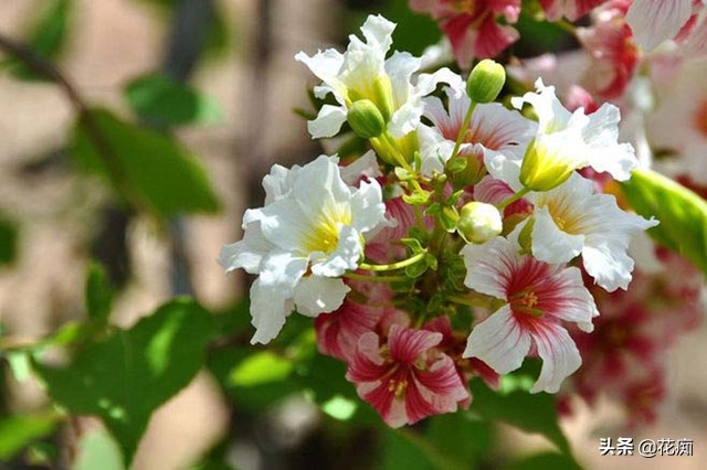 独一无二的文冠花,庭院文冠花