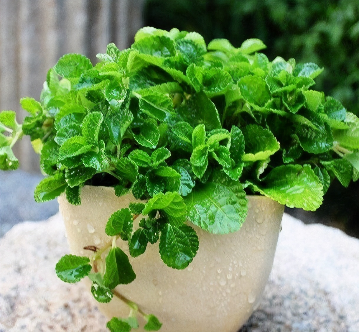 钖勮嵎濡備綍闃叉绐滈珮,鍐閬垮厤钖勮嵎寰掗暱