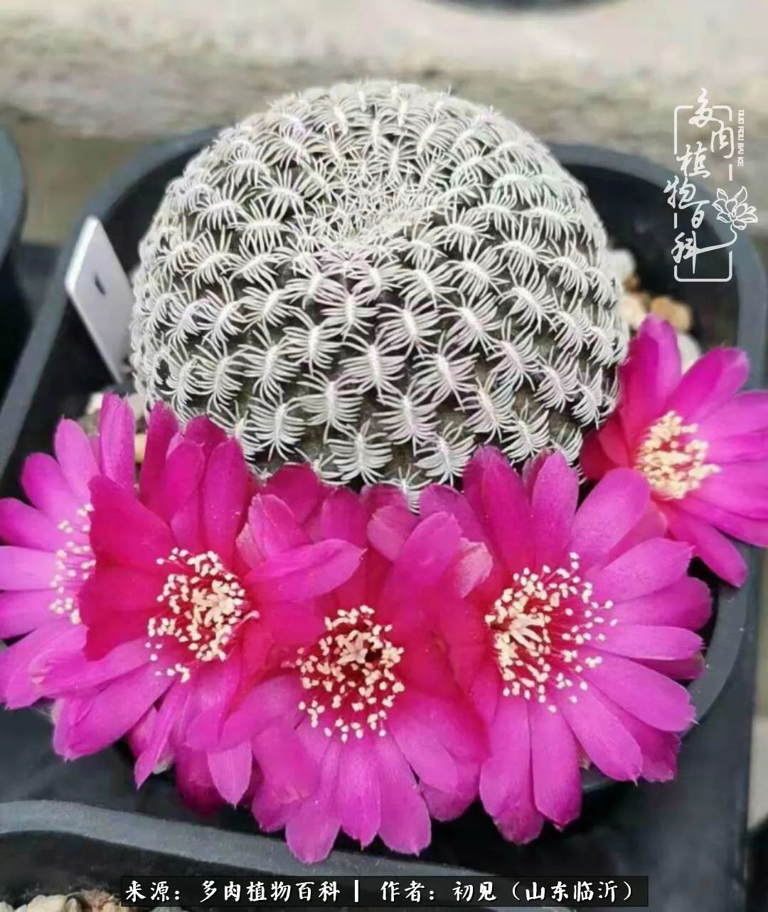 四季颜值在线的多肉,多肉的每一天