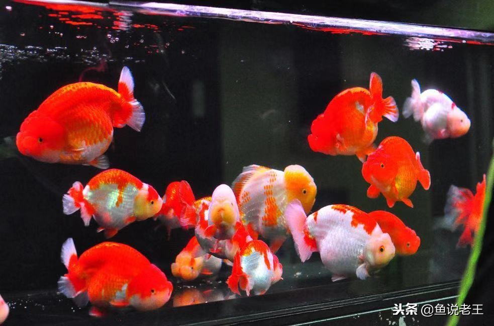 鱼儿失鳔症怎么治,怎么预防鱼失鳔