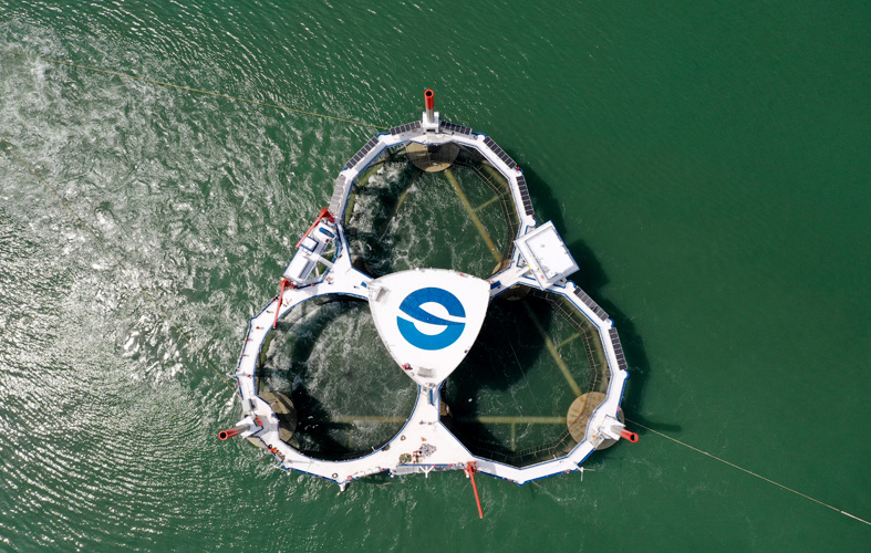 淡水鱼里面黑鱼是不是最厉害的,淡水鱼最强的是黑鱼吗