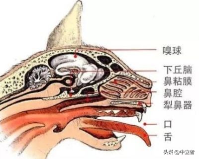 猫咪舔塑料袋是啥原因,猫咪舔人手代表什么意思