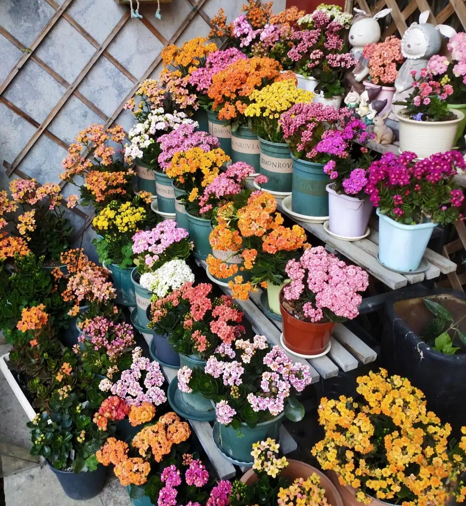 好看又好养的盆花,人养花也养人