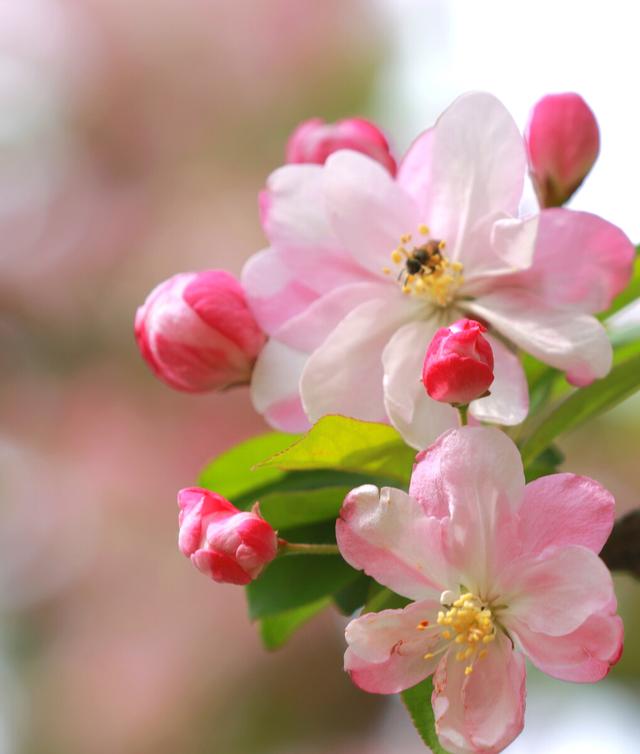 描写绚丽海棠的优秀段落,描写春天垂海棠的语句