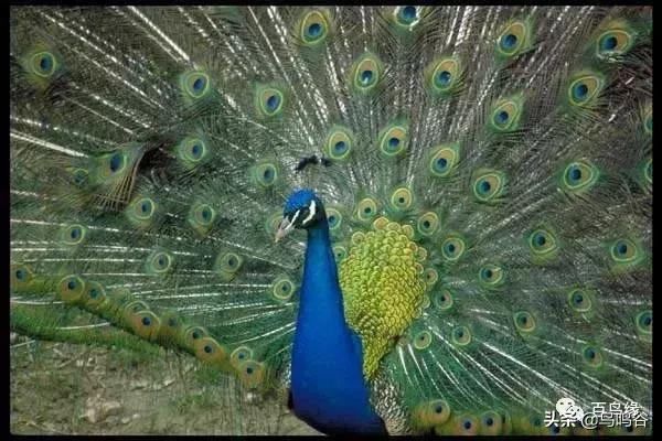 各国国鸟国宝有哪些,各国国鸟大小排名