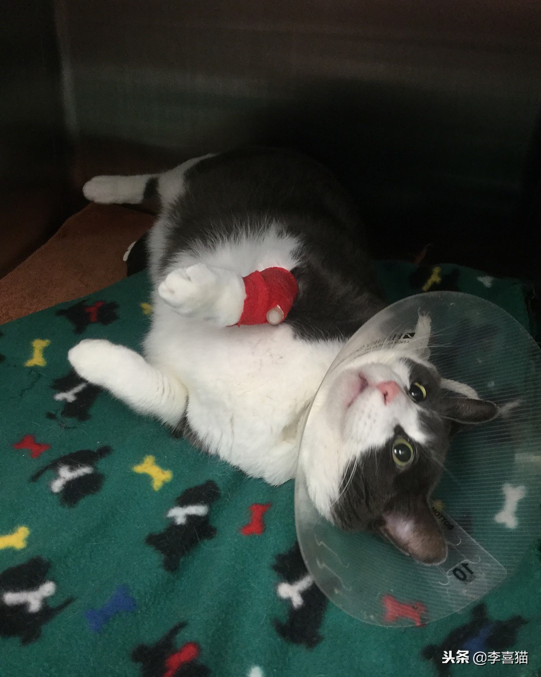 母猫绝育术后护理,公狗金毛绝育手术后期出院护理