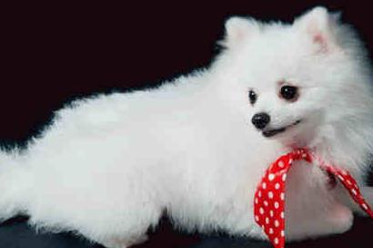 狗狗泪痕怎么也除不掉,狗狗泪痕怎么去也去不掉了怎么办