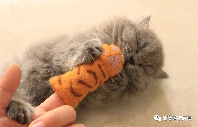猫为什么会喜欢咬人手,猫为啥舔人手指舔着舔着就咬