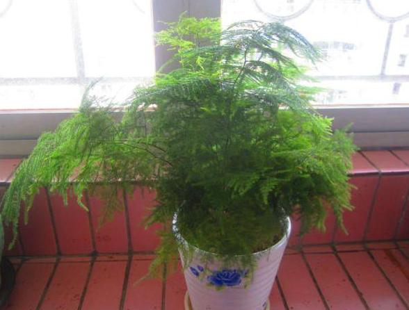 怎样制作适合花草生长的营养土,自制单纯种菜营养土最简单方法