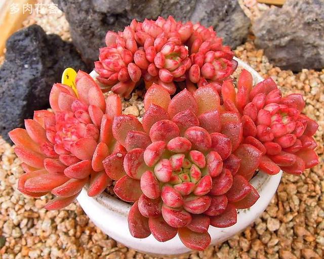 多肉烂根后如何快速生根,多肉长得差怎么办