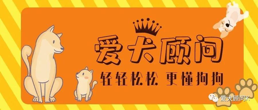 带狗狗遛弯乱捡东西吃,怎样训狗狗拉布拉多不乱捡东西吃