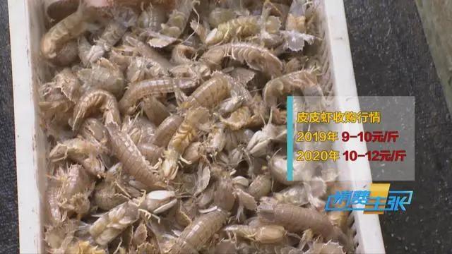 三亚海鲜市场皮皮虾多少钱一斤,海鲜市场上的皮皮虾