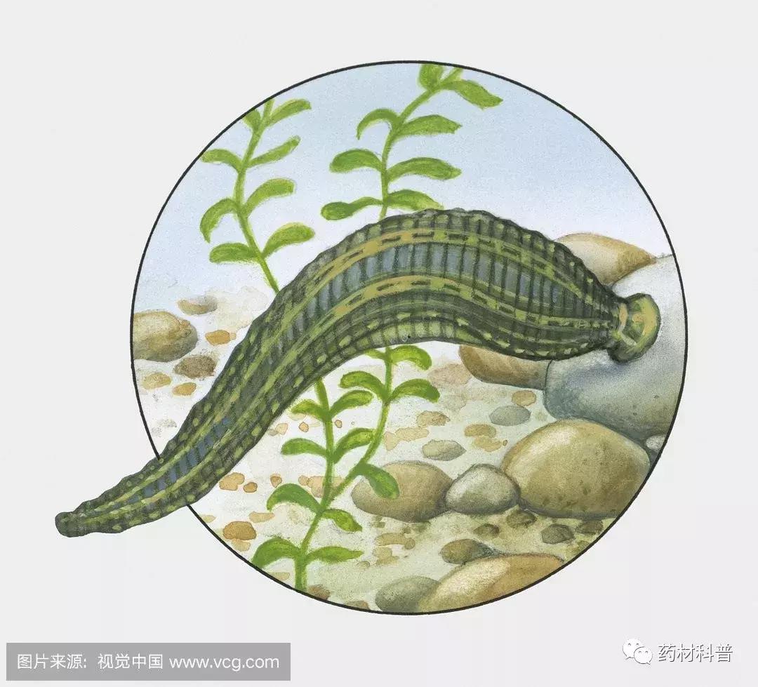 吸你的血，治你的病，吸血狂魔还有这作用？