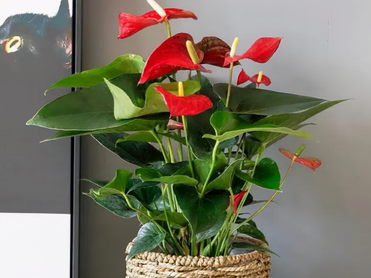 适合养在室内的红色花植物,大红色花盆栽什么植物好看