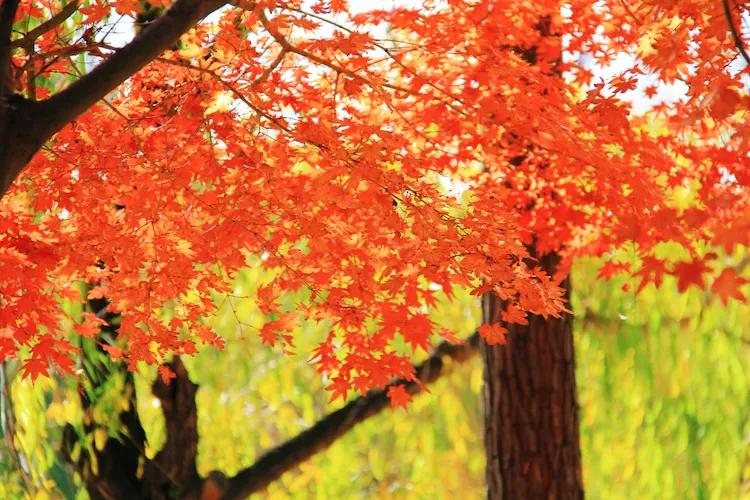 单反快速入门索尼,单反自动挡是哪个