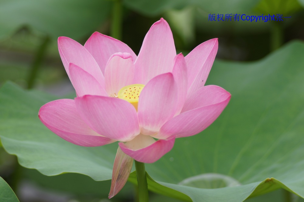 北京紫竹院的荷花：德国Pentacon与日本Minolta镜头实拍对比