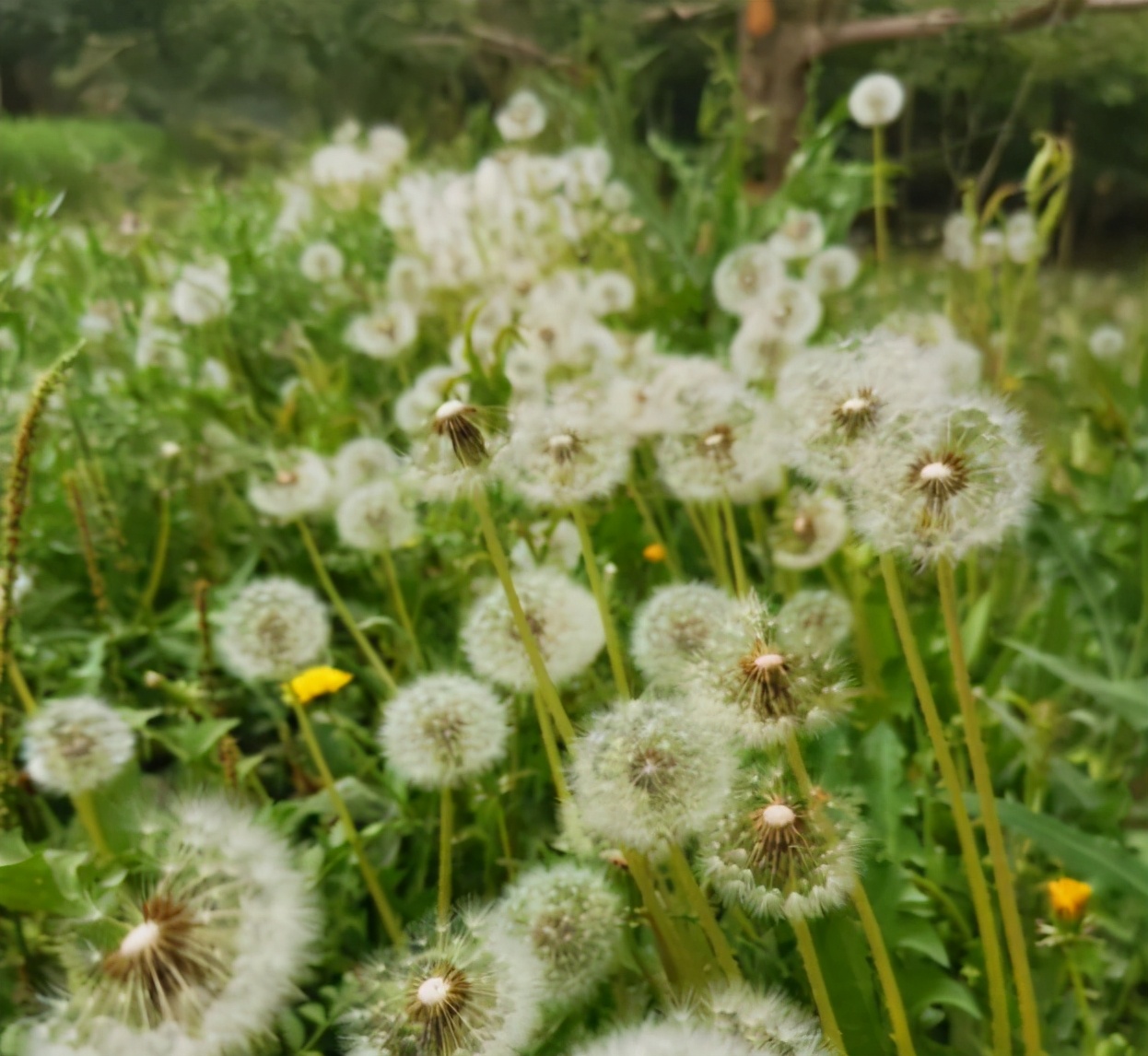 有种什么草泡水喝去火,枝叶清热去火的植物