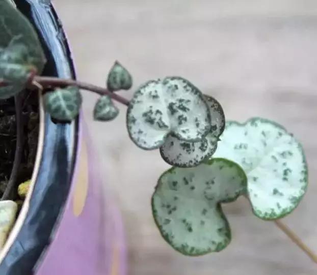 推荐轻松玩转100种常见多肉植物,700种多肉植物图鉴pdf百度云