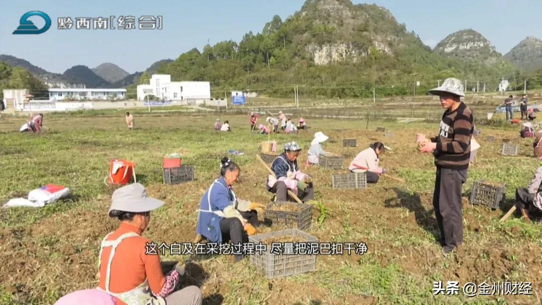 「财富故事」安龙:5000亩白及喜获丰收亩产达6000斤