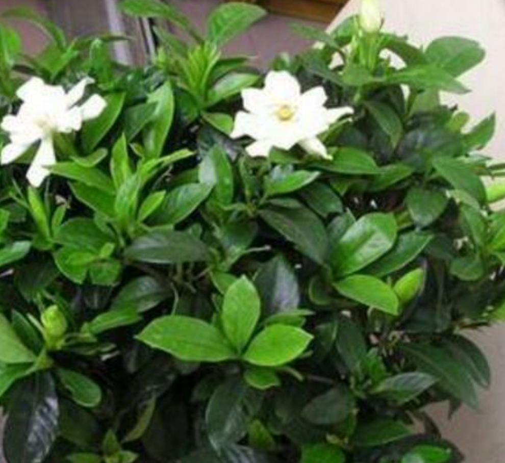 栀子花黄叶的几种原因和图片分享,栀子花各种黄叶原因及图解图片