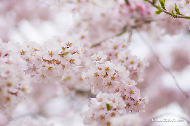 广东多地迎最美赏花季,广东十大热门赏花地