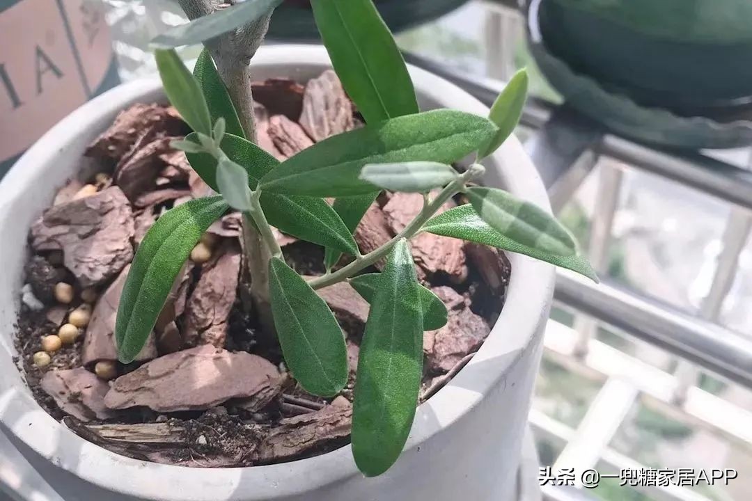 春天花会开|这20家植物淘宝店，植物杀手看了也想买！