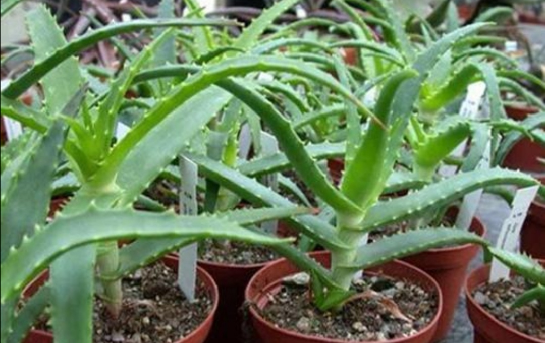 适合室内懒人养的绿色植物独特,有哪些绿色观叶植物不怕冷