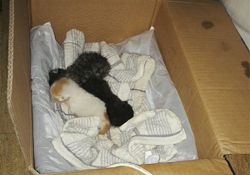 如果母猫不断奶会有乳腺炎,母猫断奶后需不需要打回奶针