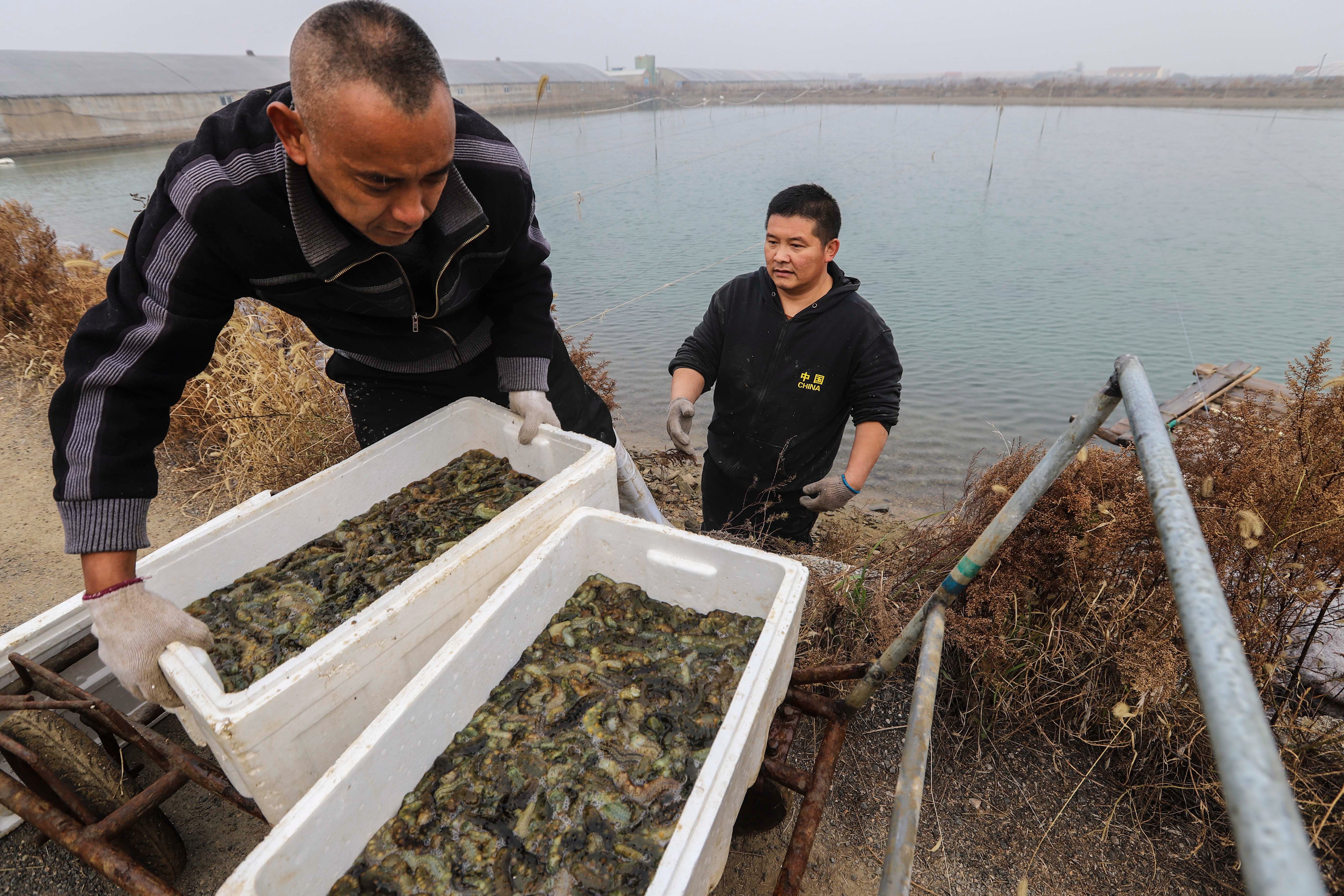 大海蔚蓝簇拥着的贡口村,灵动着纯美,播养海参和剥扇贝别具风情