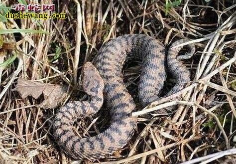 野外蛇视频真实动物世界,野外探险恐怖蛇