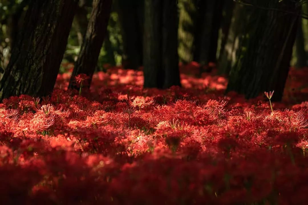 被误读的彼岸花，就是“阑边不见蘘蘘叶，砌下惟翻艳艳丛”之石蒜